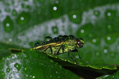 Chrysodema lewisii