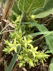 Bridsonia chamaedendrum