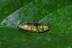 Chrysodema lewisii