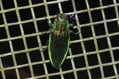 Chrysodema lewisii