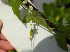 Zehneria japonica