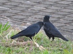 Corvus corone orientalis