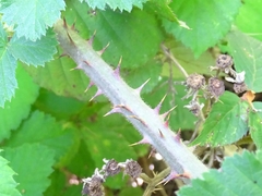 Rubus leucostachys
