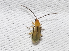 Diabrotica longicornis