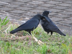 Corvus corone orientalis