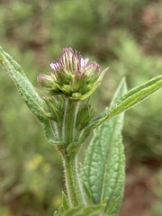 Verbena bonariensis