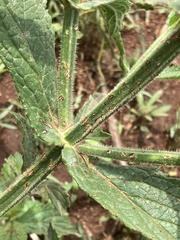 Verbena bonariensis