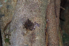 Ercheia dubia