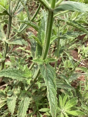 Verbena bonariensis