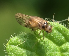Peripsocus