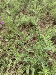 Verbena bonariensis