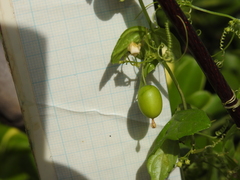 Zehneria japonica