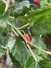 Morus alba