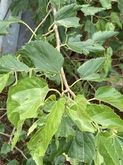 Morus alba