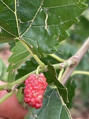 Morus alba