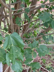 Morus alba