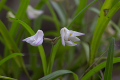 Polystachya ottoniana