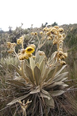 Espeletia barclayana