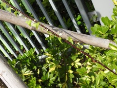 Zehneria japonica