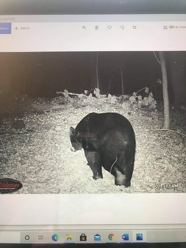 American Black Bear photographed in Connecticut