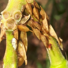 Enchenopa squamigera