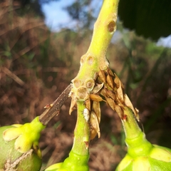 Enchenopa squamigera