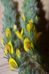 Aspalathus muraltioides