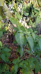 Solanum dulcamara