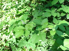 Rubus leucostachys