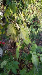 Solanum dulcamara