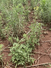 Senecio consanguineus