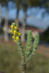 Aspalathus muraltioides