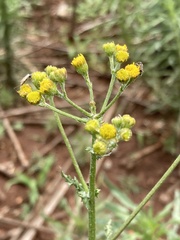 Senecio consanguineus