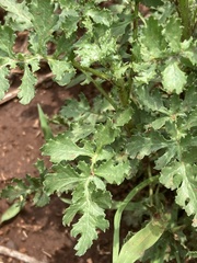 Senecio consanguineus