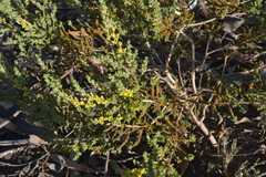 Aspalathus muraltioides