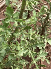 Senecio consanguineus
