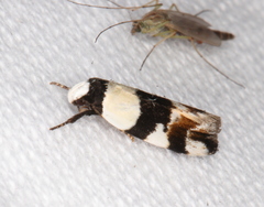 Zonopetala decisana