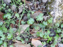 Petrosedum forsterianum