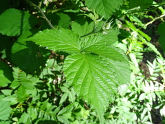 Rubus leucostachys