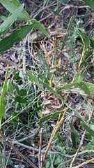 Acacia longifolia sophorae