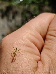 Mantidae