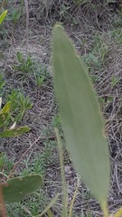 Acacia longifolia sophorae