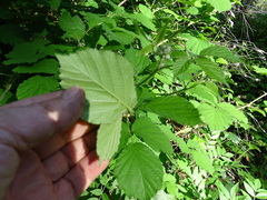 Rubus leucostachys
