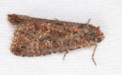 Hypoperigea tonsa