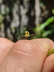 Mantidae