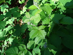 Rubus leucostachys