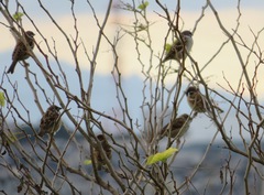 Passer montanus