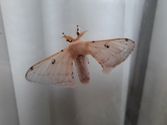 Penicillifera apicalis