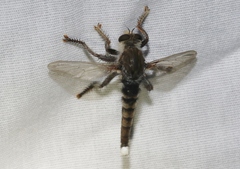 Promachus truquii