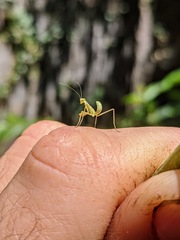 Mantidae